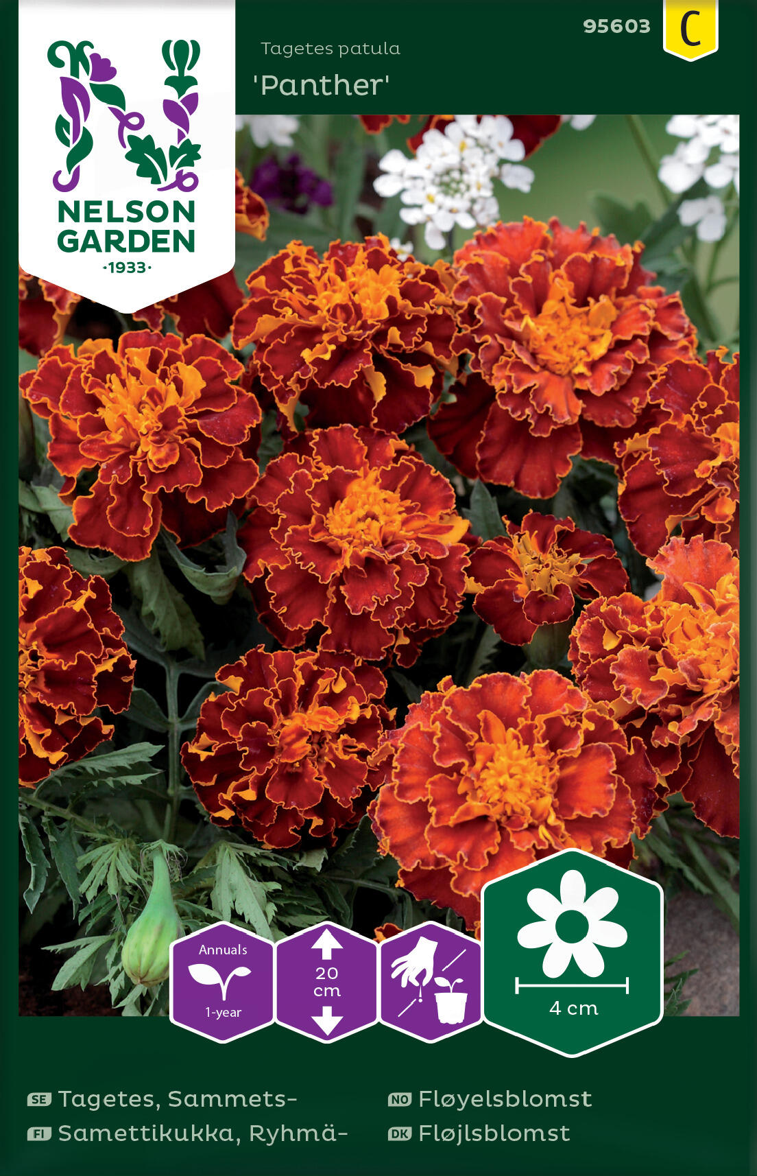 Sammetsblomma 'Panther'